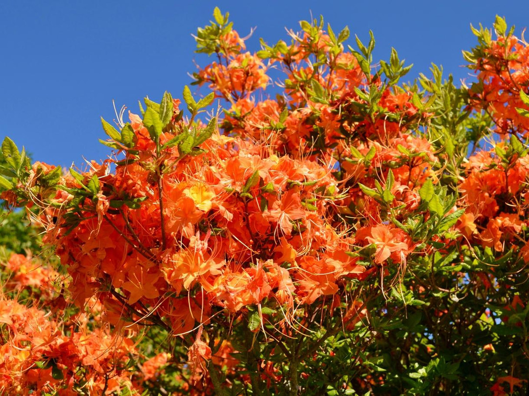 Mount Rogers National Recreation Area-Marion必去景点