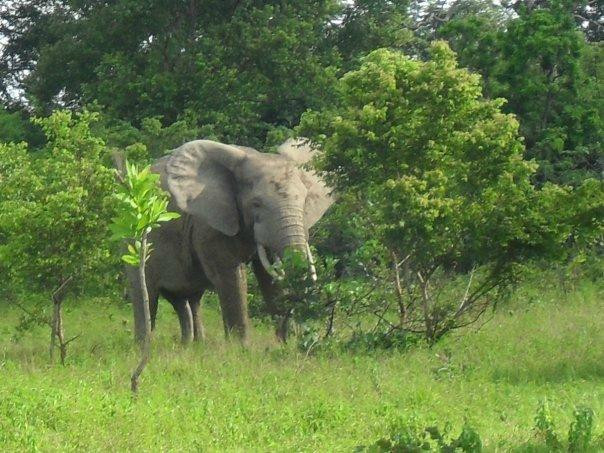Mole National Park-Larabanga必去景点