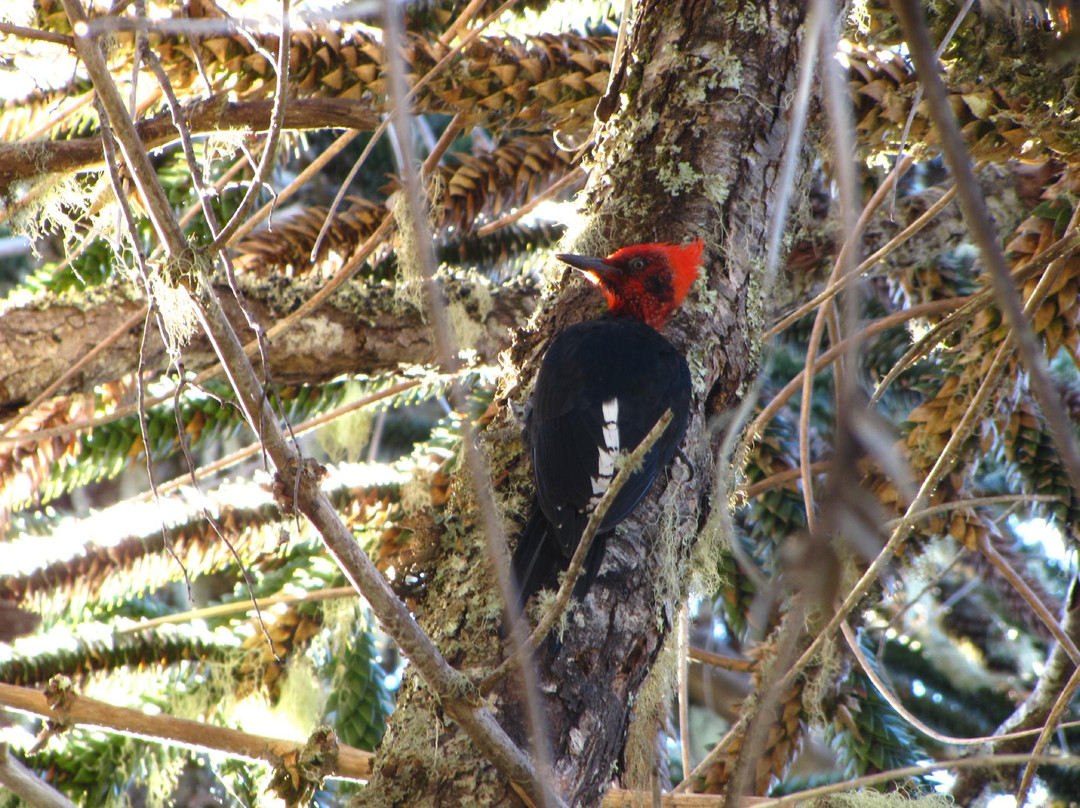 Santuario el Cañi-普孔必去景点
