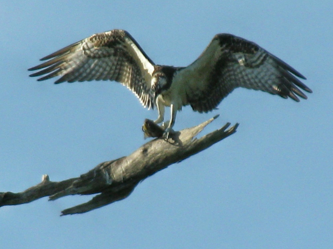 Captain Fred's Airboat Nature Tours-Lake Hamilton必去景点