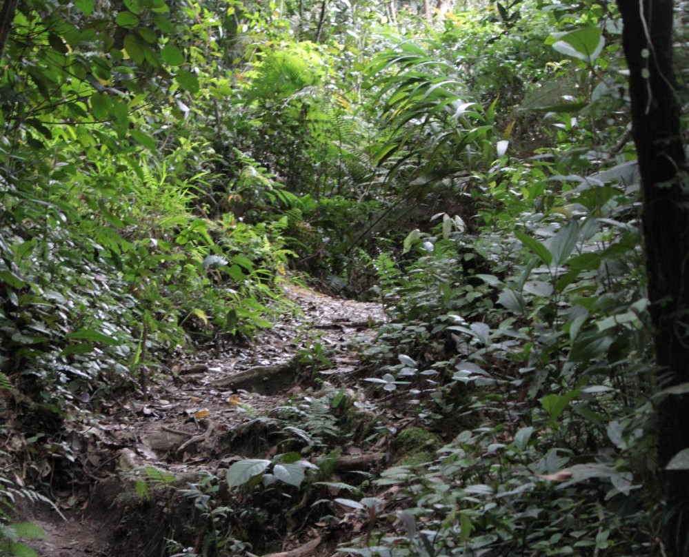 Cameron Highlands Trail No. 9-丹那拉塔必去景点