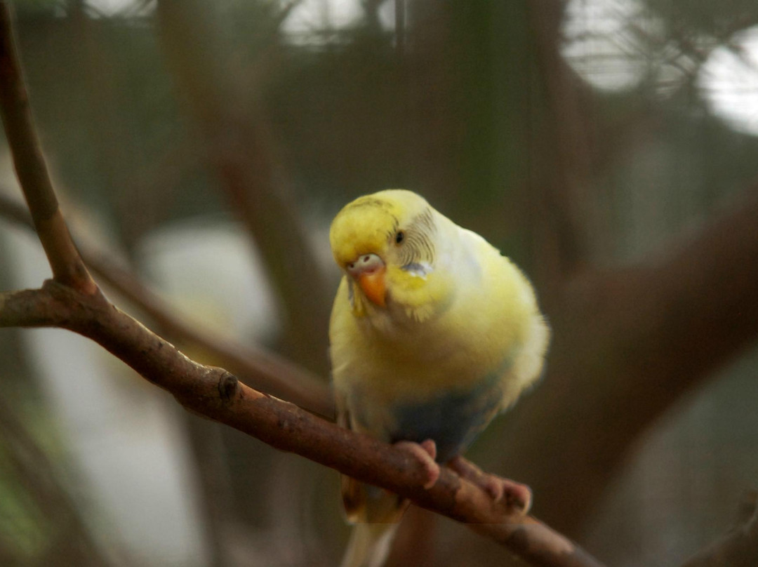 Panagbenga Park-碧瑶必去景点