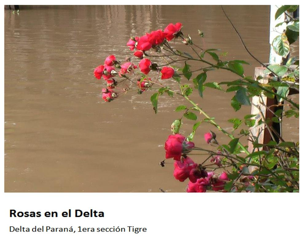 El Delta Gourmet景点图片