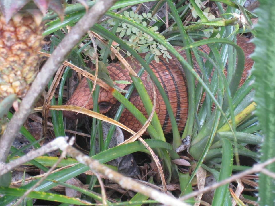 Max Jungle-Rurrenabaque必去景点