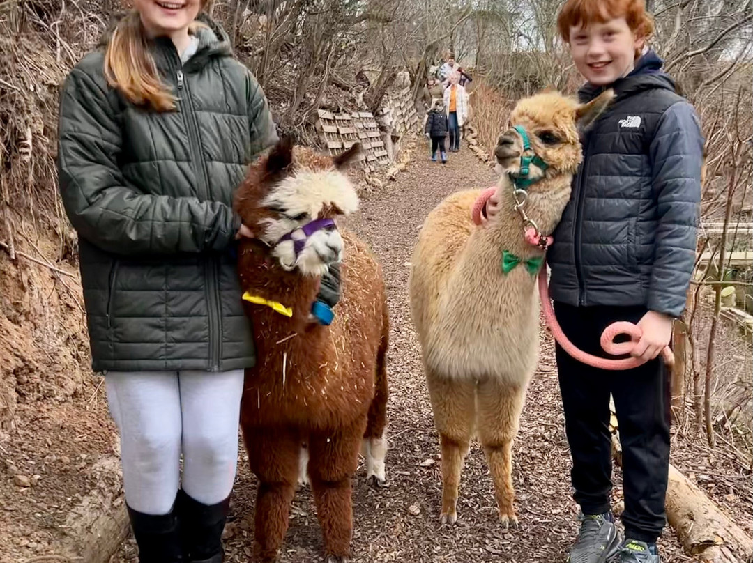 Nanny Sharon's Alpaca Farm C.I.C-Prenton必去景点