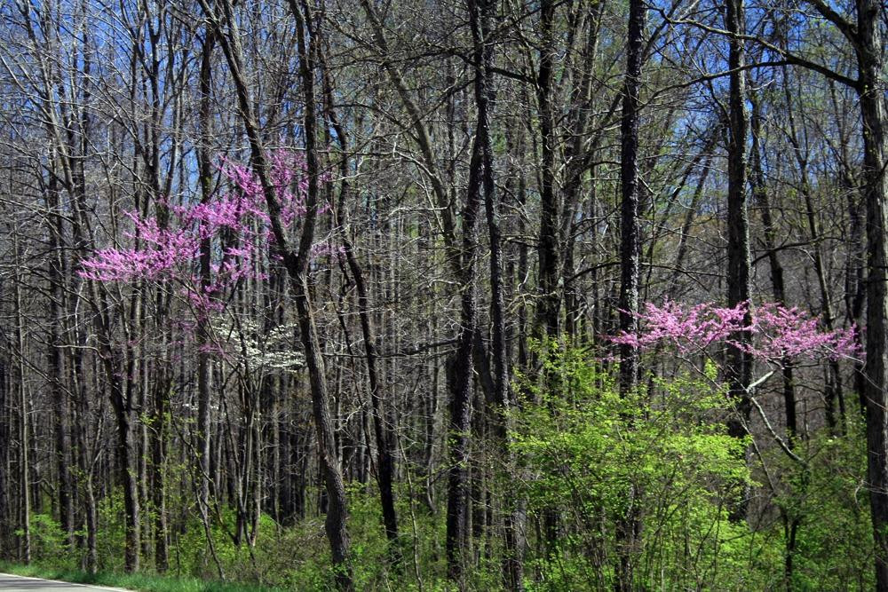 Scioto Trail State Park-Chillicothe必去景点
