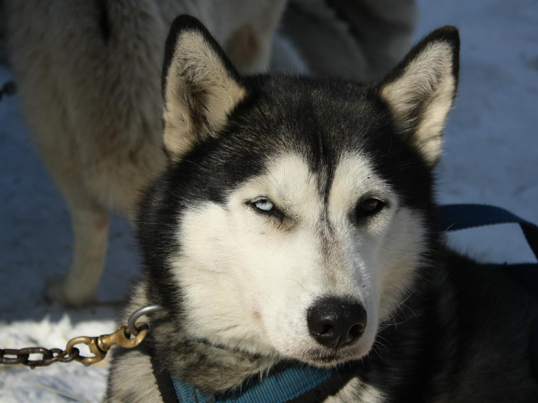 Braeburn Siberians-Windsor必去景点