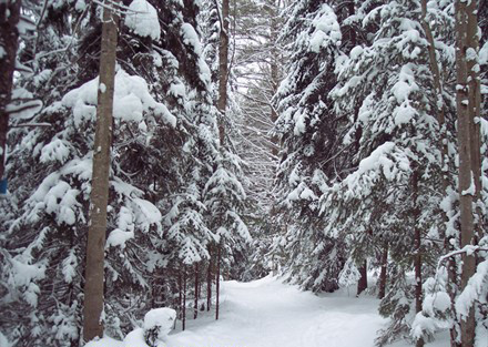 Wiessner Woods-斯托必去景点