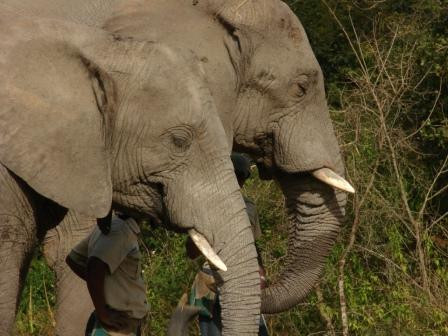 The Elephant Sanctuary-雾观必去景点