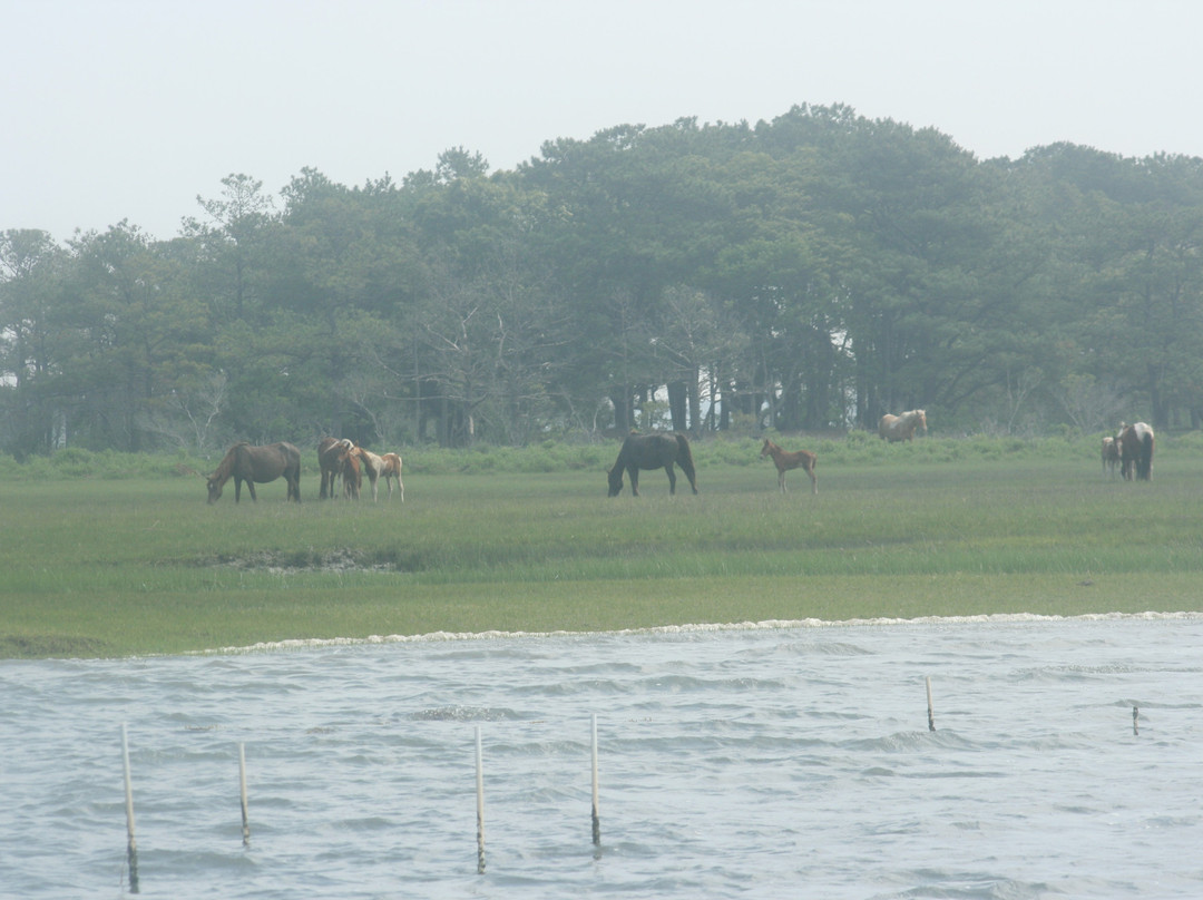 Daisey's Island Cruises-钦科蒂格岛必去景点