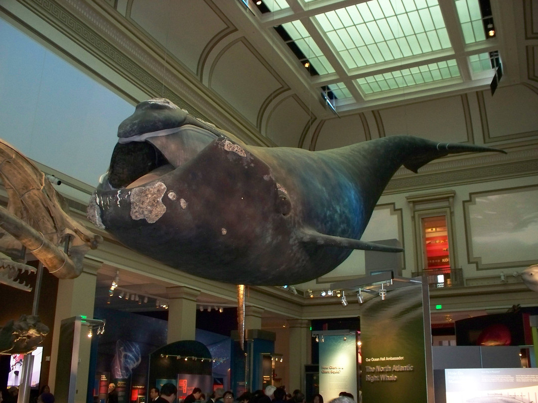 史密森尼国家自然历史博物馆-华盛顿特区必去景点