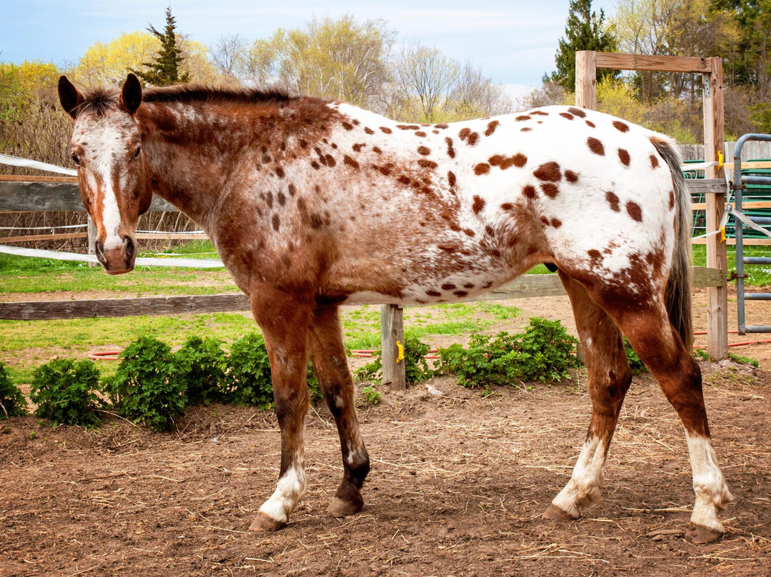 Healing With Horses at Wildrose Horse Farm景点图片