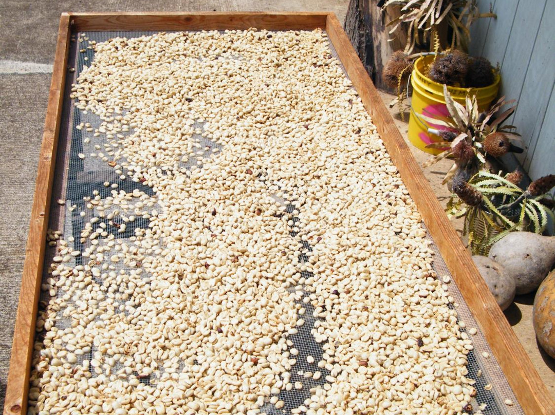 Shim's Coffee Farm-库拉必去景点