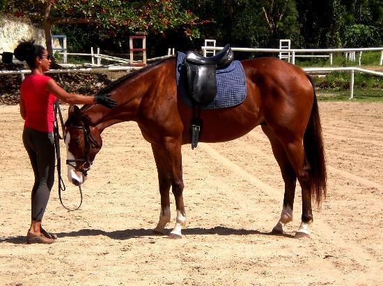 Caribbean International Riding Centre-Saint Andrew Parish必去景点