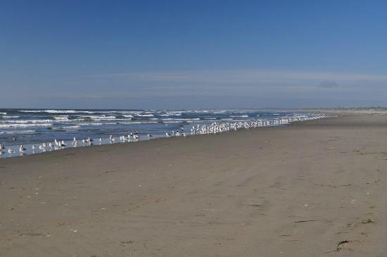 Grayland Beach State Park景点图片