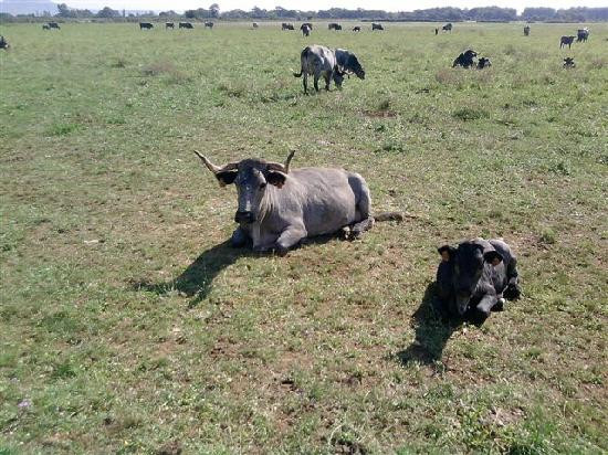 Les Flaneries-普罗旺斯地区萨隆必去景点