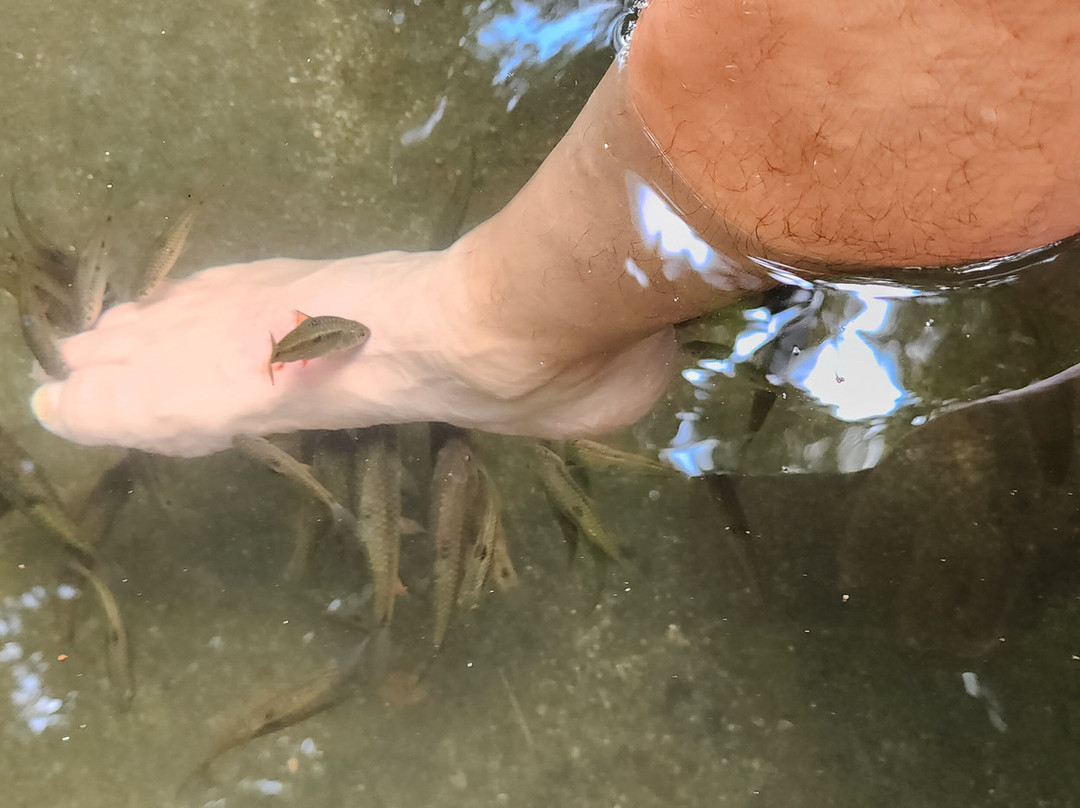 百年大榕树-锡基霍尔岛必去景点