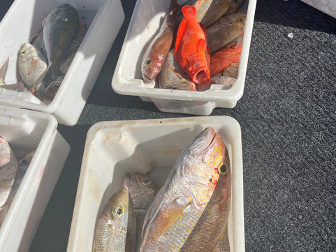 Mahi Mahi Fishing Charter-珊瑚湾必去景点