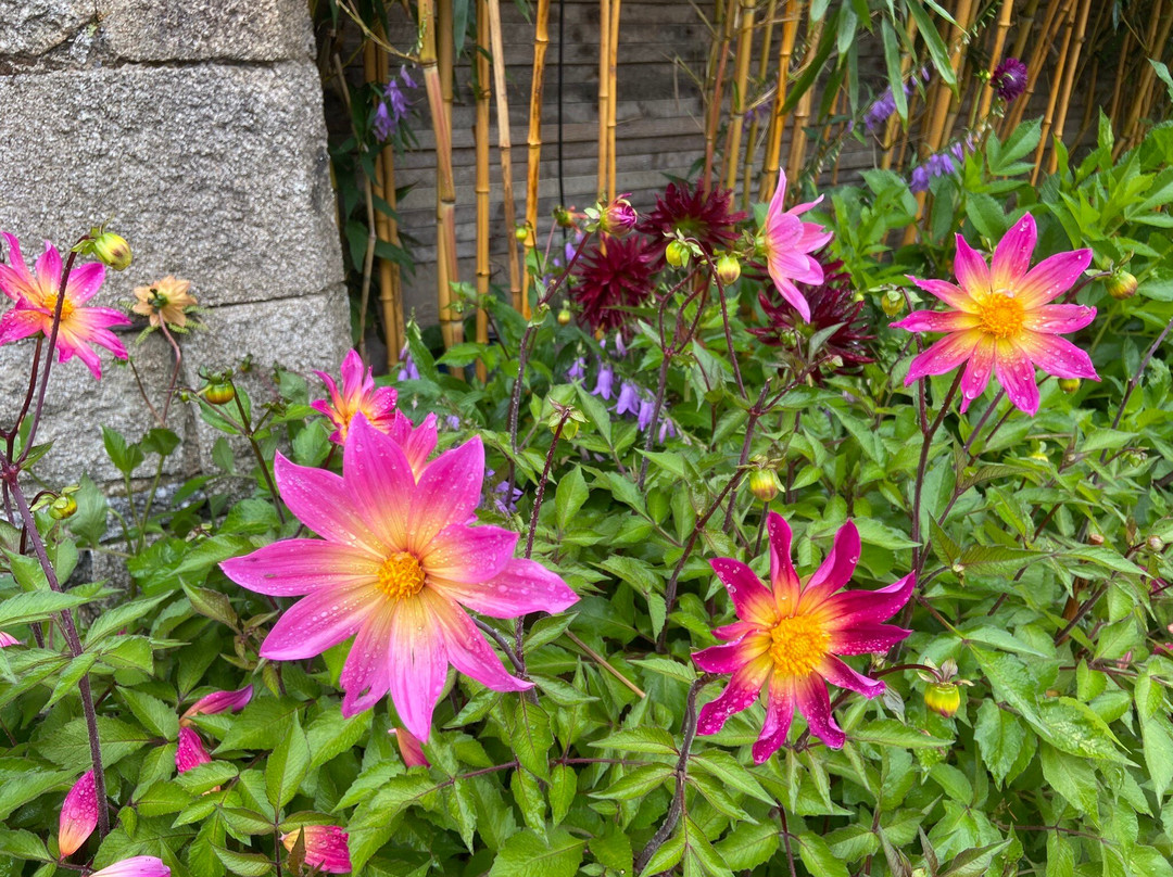 June Blake's Garden-Blessington必去景点