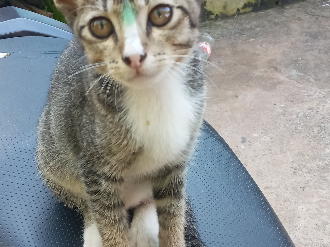 Apex Asia Travel & Trekking-博卡拉必去景点