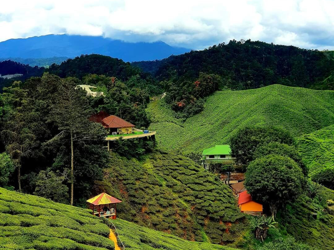 Cameron Highlands Taxi Service-丹那拉塔必去景点