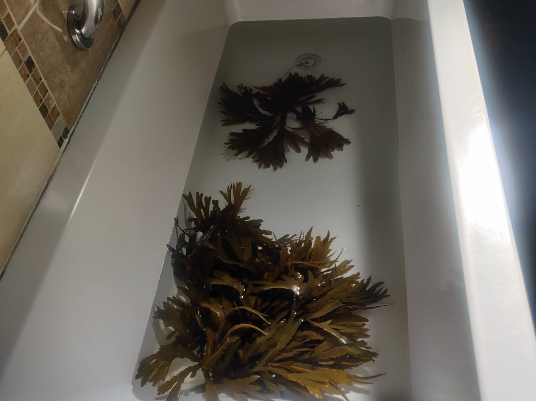 Solas na Mara Helbhic Seaweed Baths景点图片