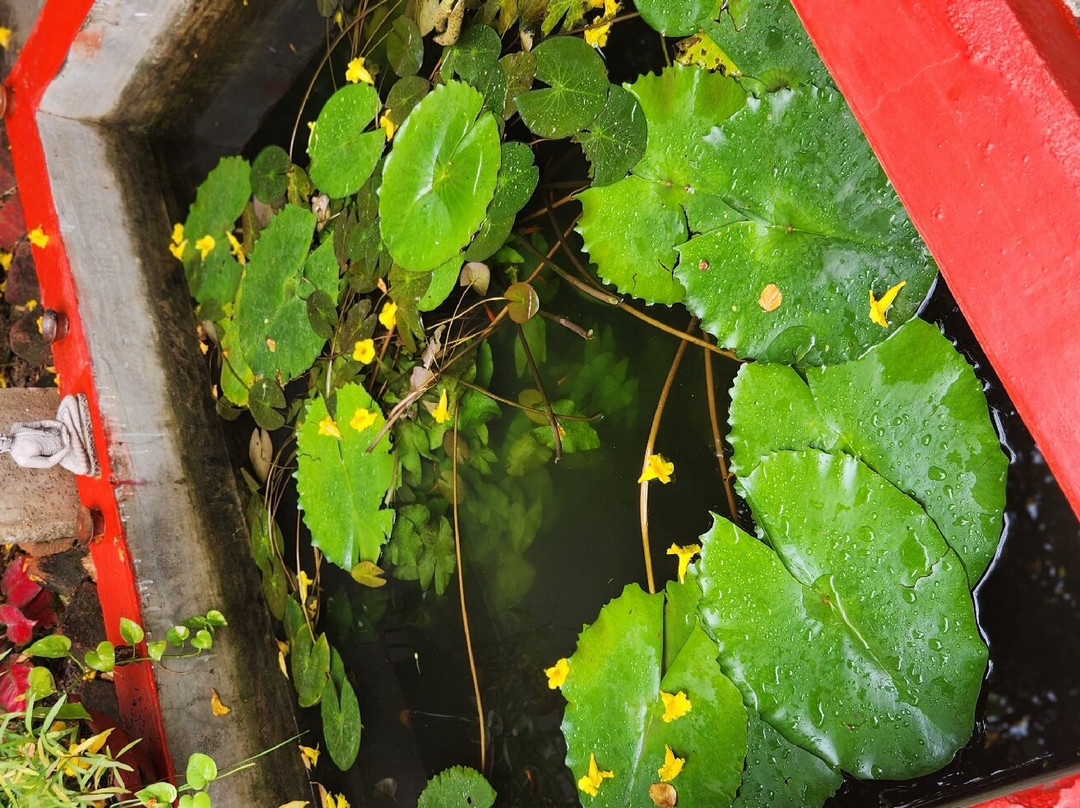 The Highvill Home Stay主图