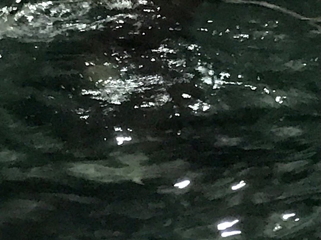 Multum Ha Cenote-Coba必去景点