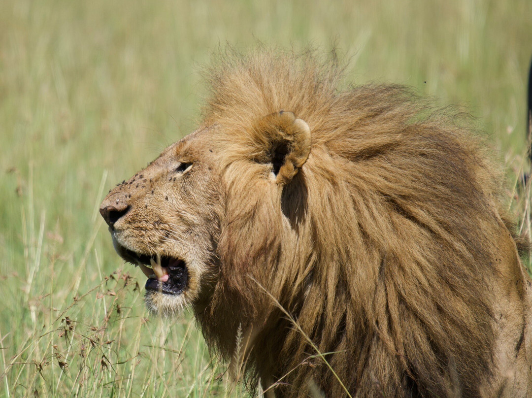 Masai Mara National Reserve-纳罗克必去景点