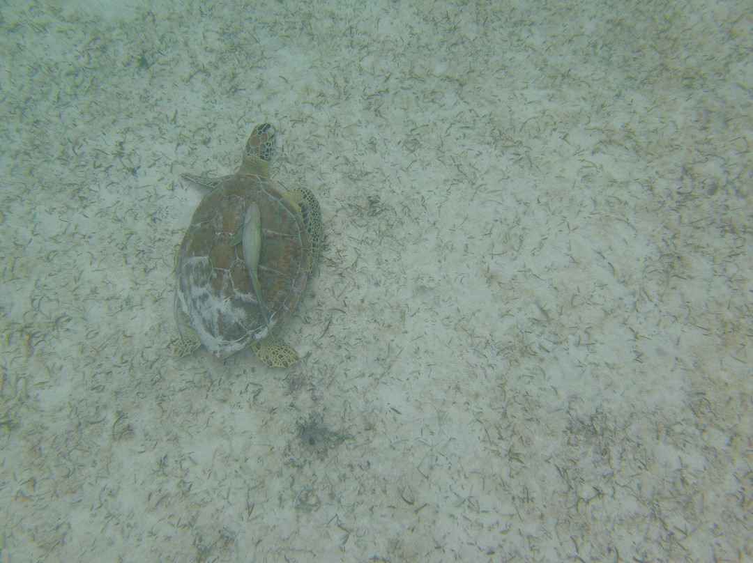 Lady Grace Catamaran-格雷斯湾必去景点