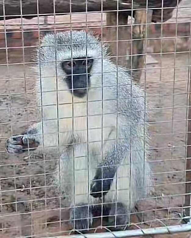 Zanchieta Wildlife Rescue Centre & Lodge-布隆方丹必去景点