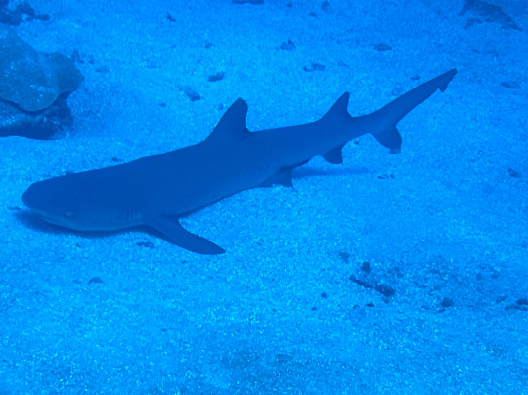 Fluid Tahiti Dive Center景点图片