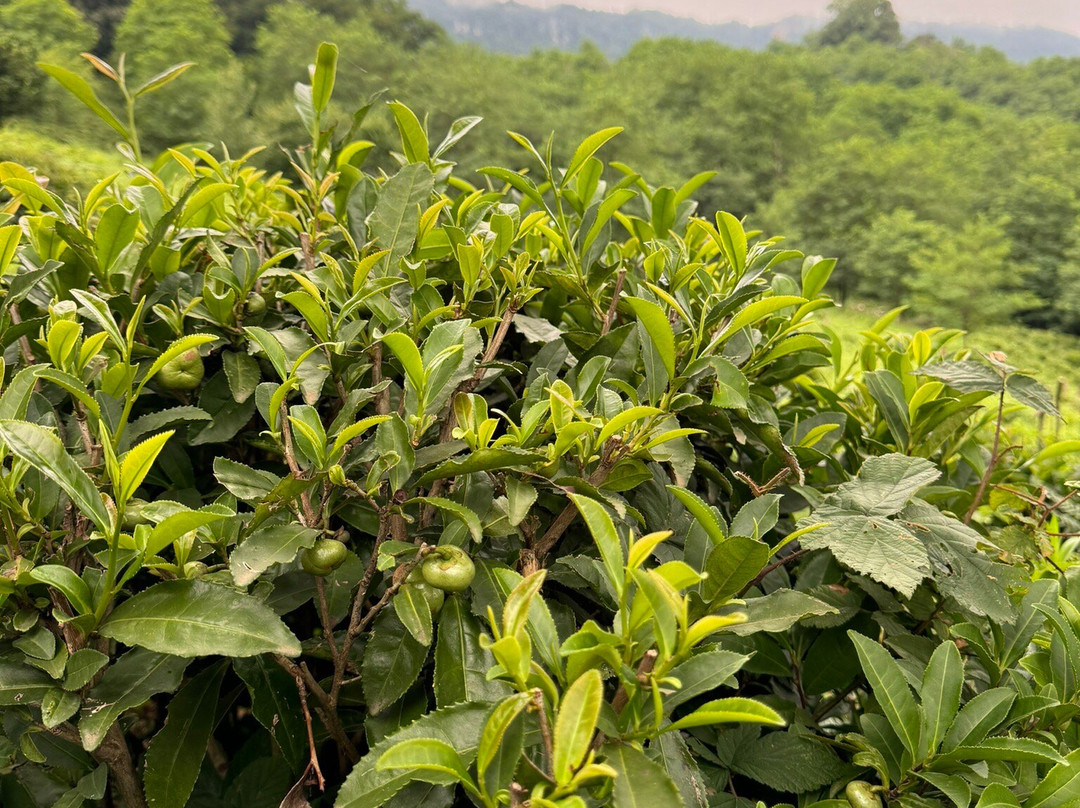 Renegade Tea Factory & Estate-库塔伊西必去景点