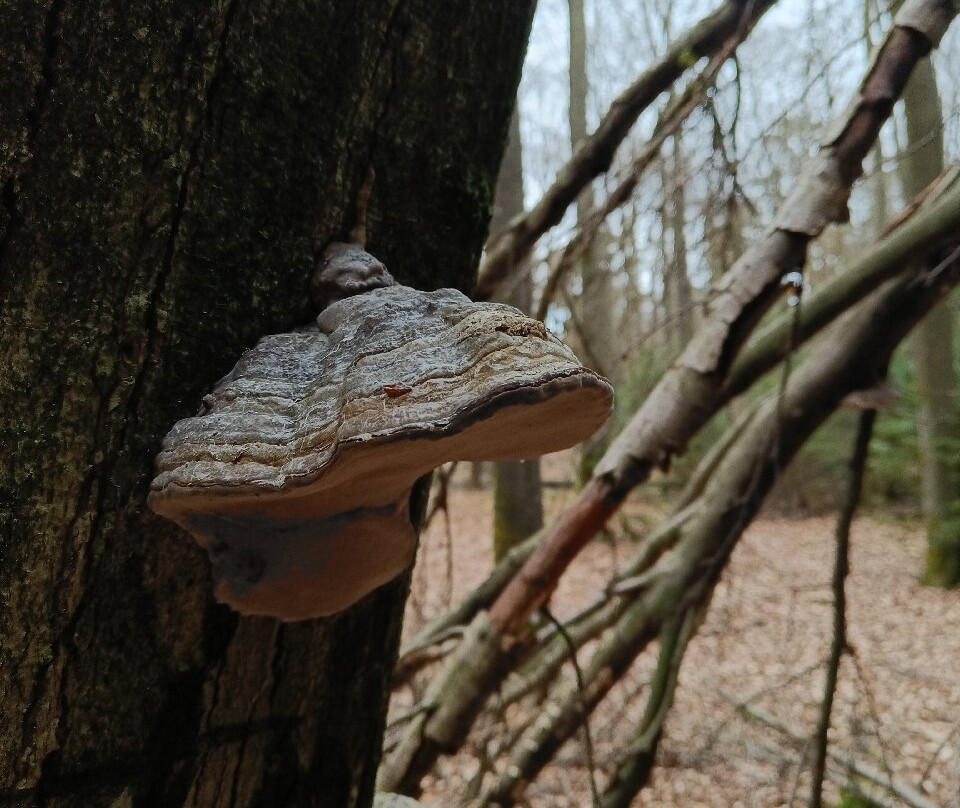 La Grande Forêt de Saint-Hubert景点图片