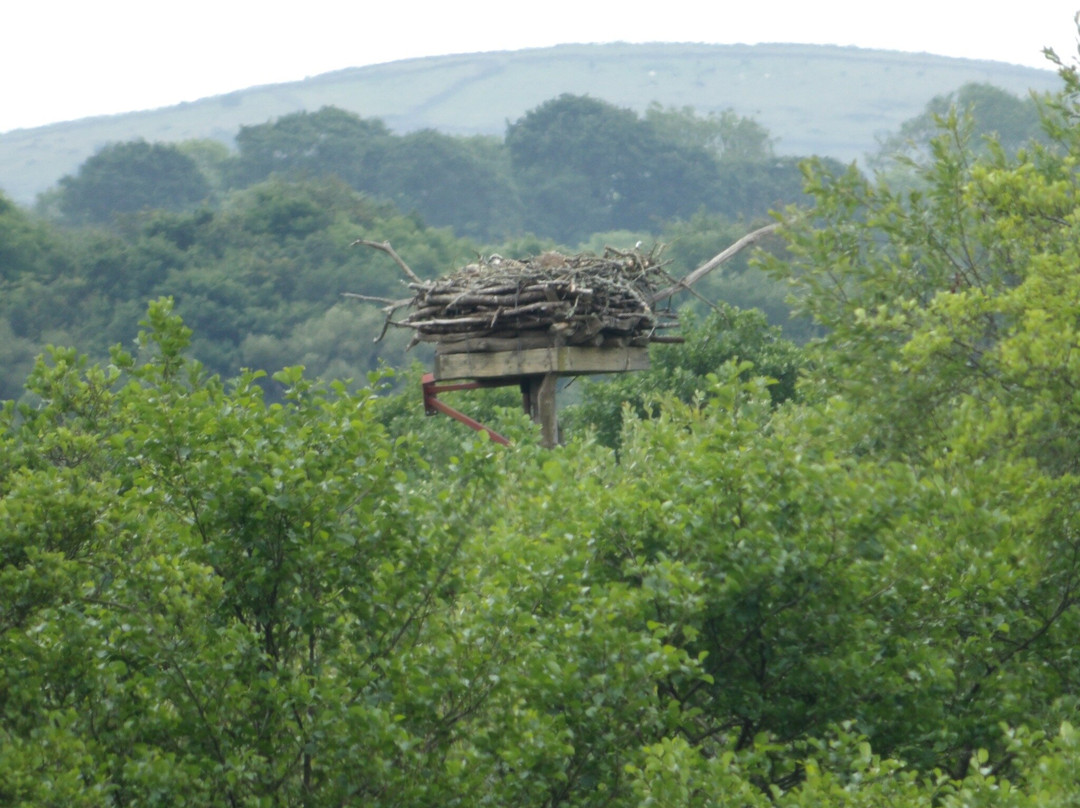 Bywyd Gwyllt Glaslyn Wildlife - Glaslyn Ospreys景点图片