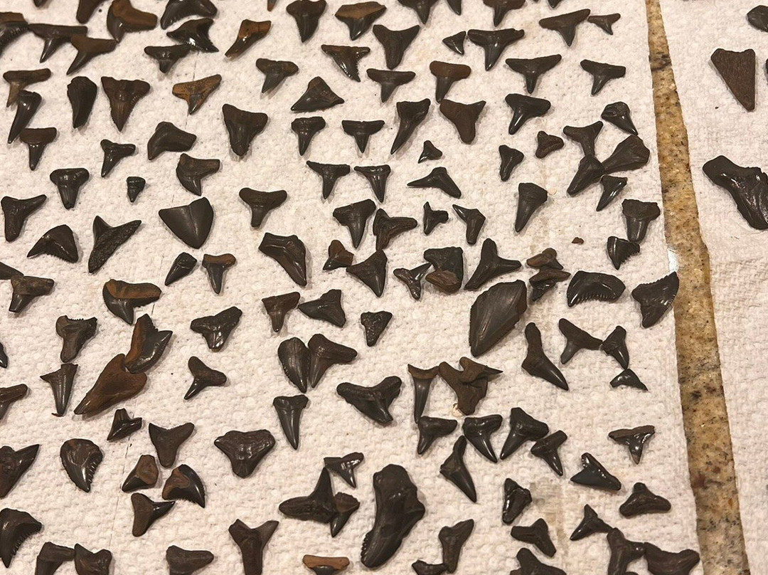 Peace Paleo Adventures-Wauchula必去景点