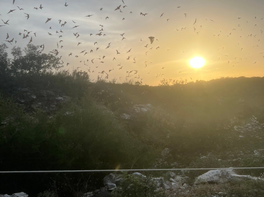 Frio Bat Flight Tours-Concan必去景点