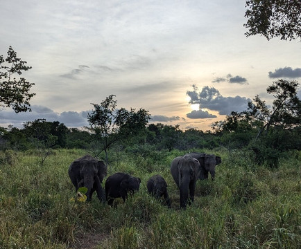 Travelon Tours Sri Lanka-瓦勒迦玛必去景点