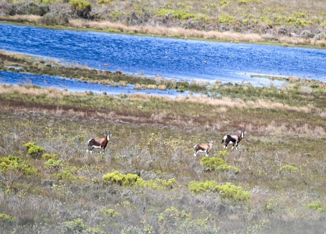 Bontebok National Park-斯韦伦丹必去景点