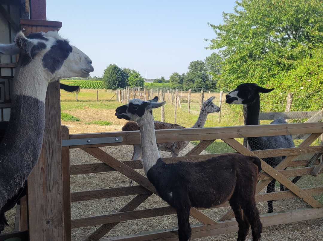 Lama Émoi景点图片