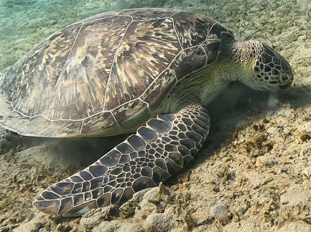 Seaworld Diving Center-马萨阿拉姆必去景点