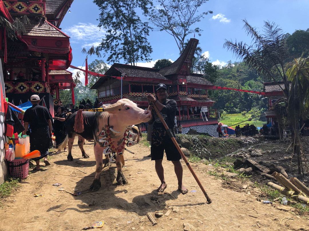 Local Guides - Tana Toraja景点图片