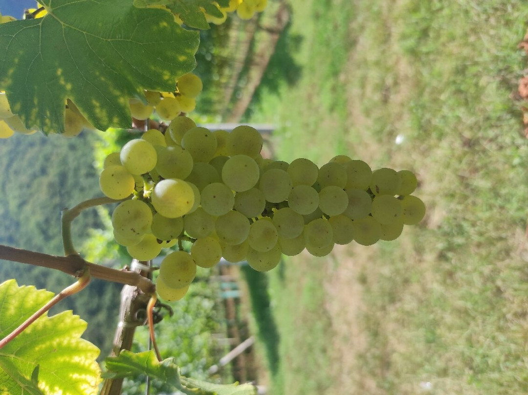 Kellerei Cantina Terlan-Terlano必去景点