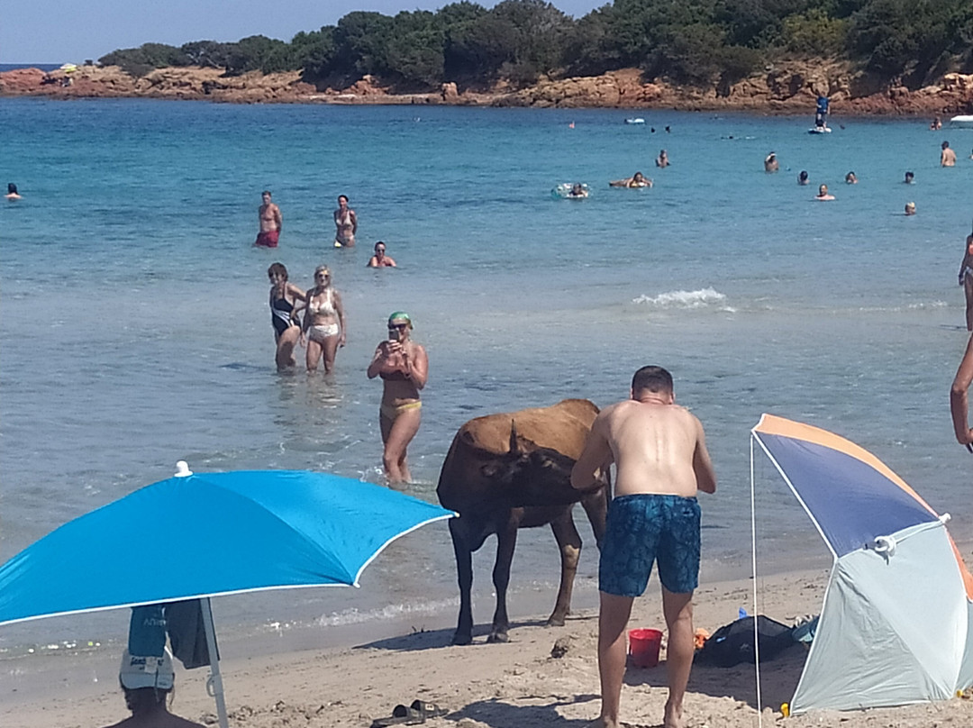 Plage de Rondinara景点图片