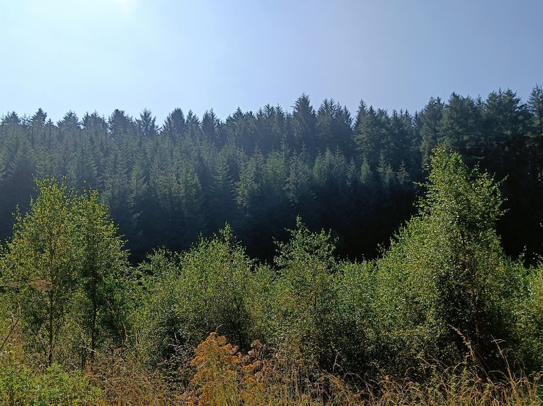 Dalby Forest景点图片