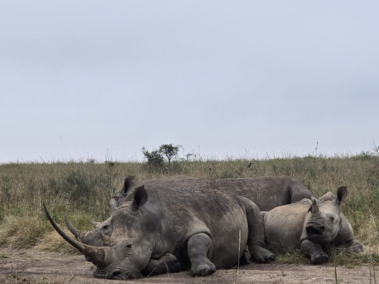 Eco Sure Trails-内罗毕必去景点
