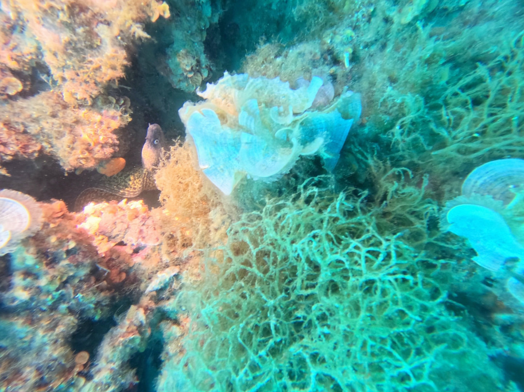 La Tribu Diving Academy景点图片