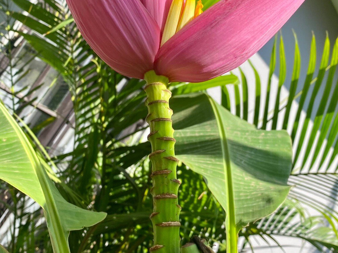 Kinga Homes Boutique Hotel主图