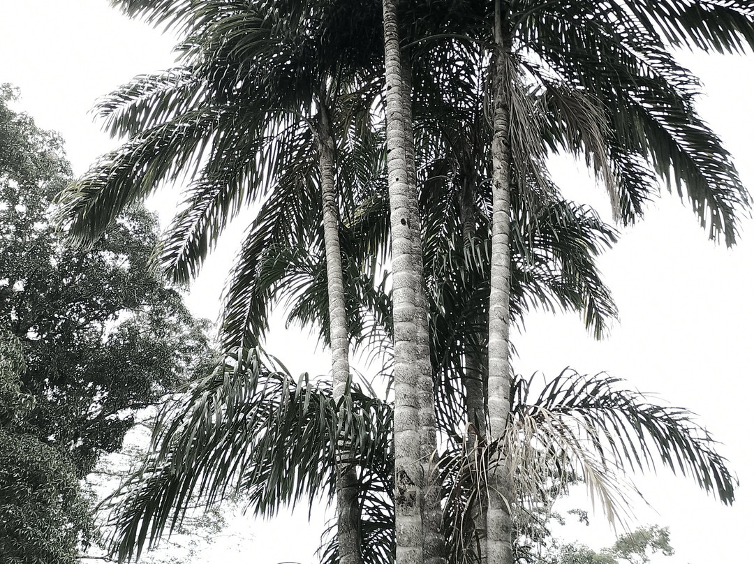 Raudales Rio Guayabero-La Macarena必去景点