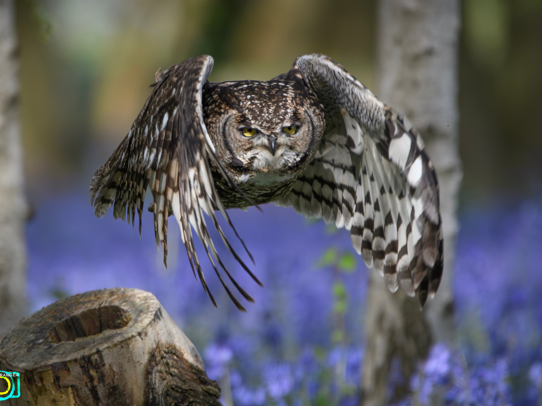 Kent Falconry Centre-Throwley必去景点